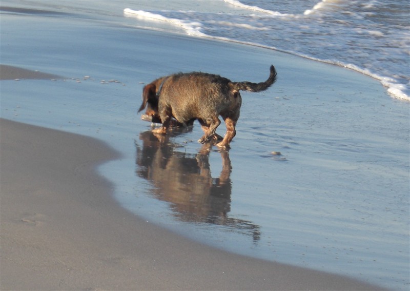 Hund med spegelbild i vatten.JPG